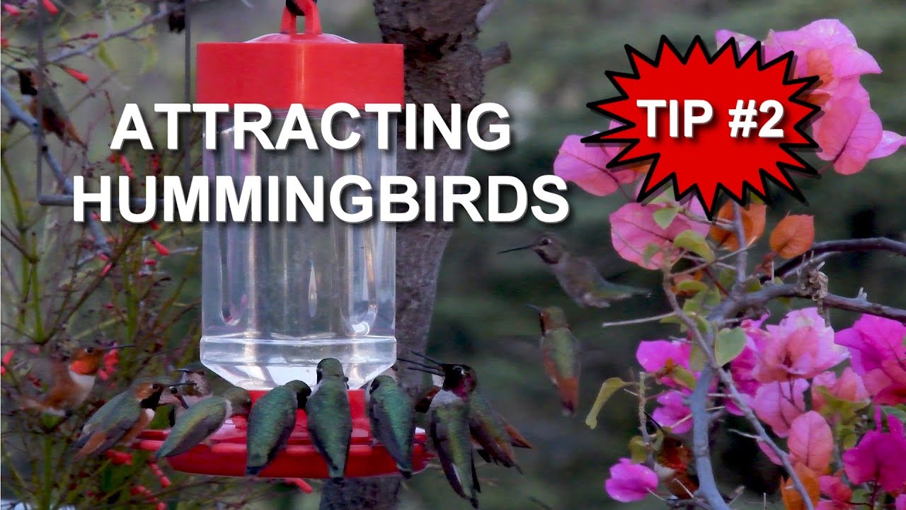 Essential Guide to Attracting Hummingbirds: Discover Proven Tips for 2025!