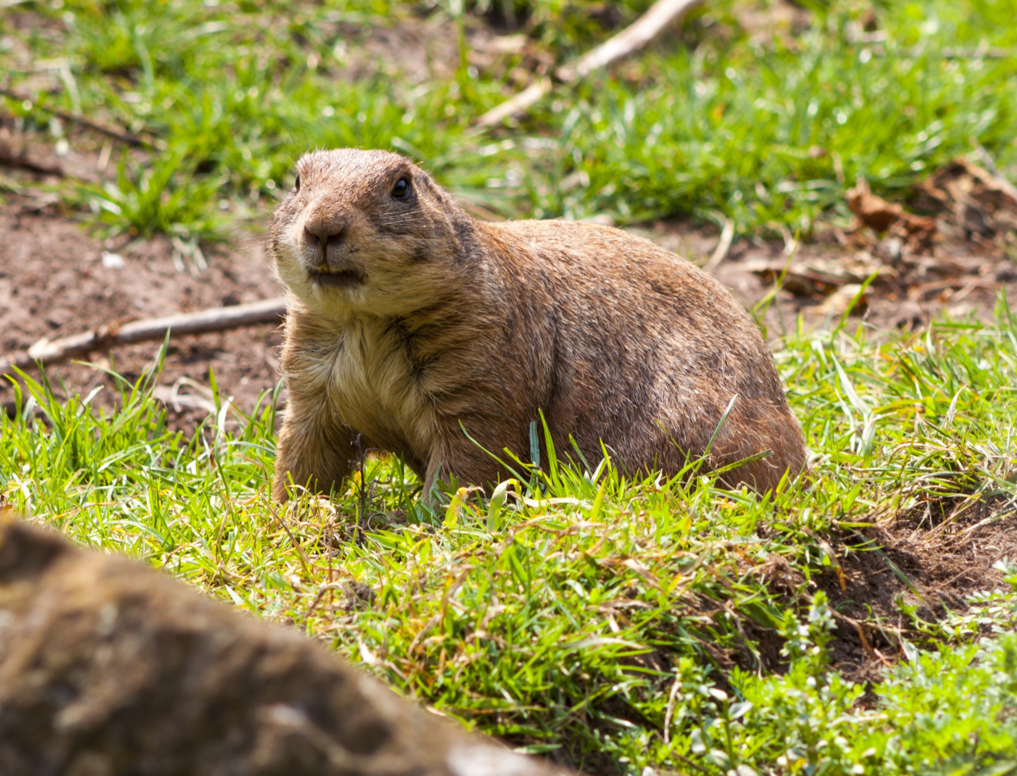 Gopher free garden tips