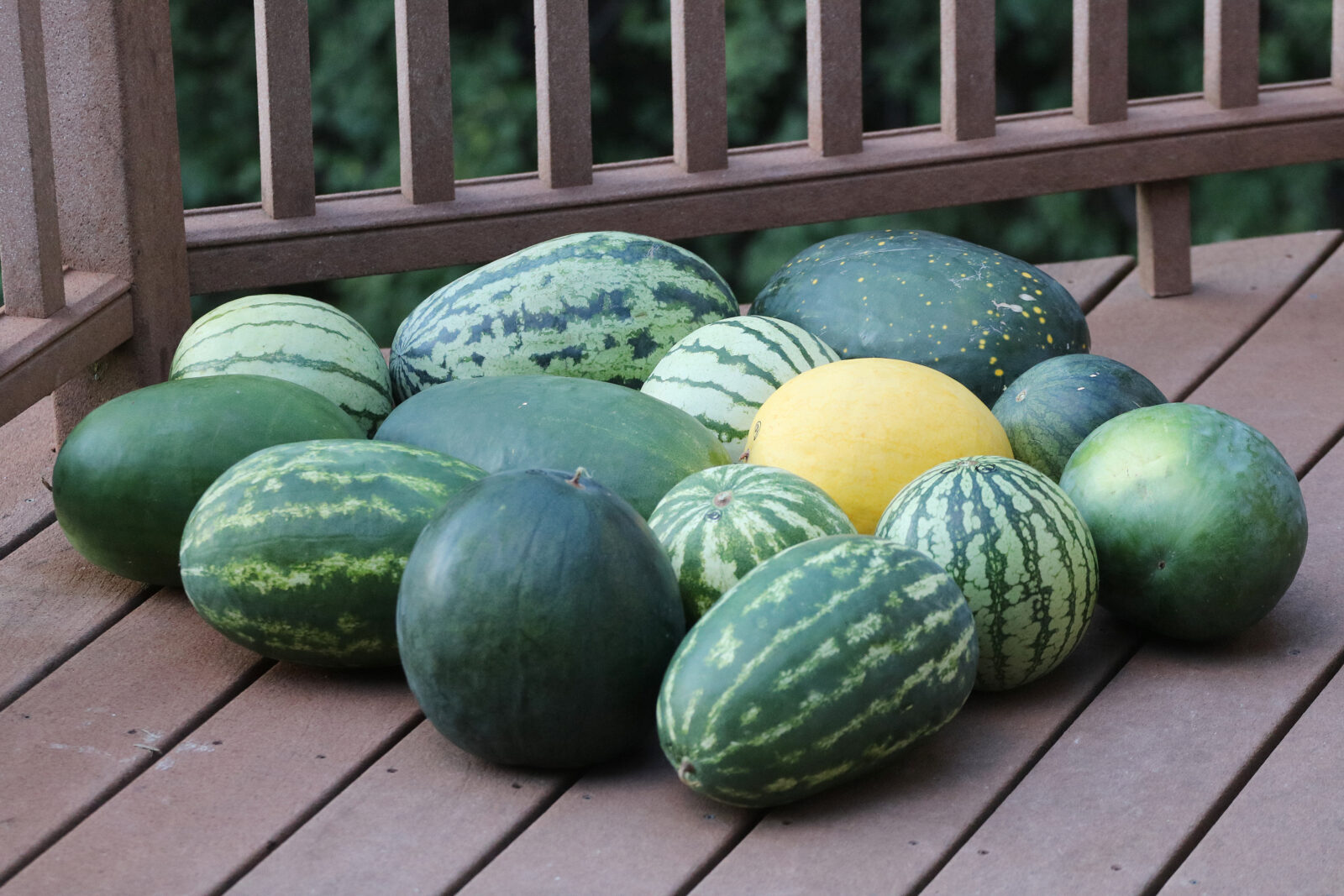 How to Grow Watermelon