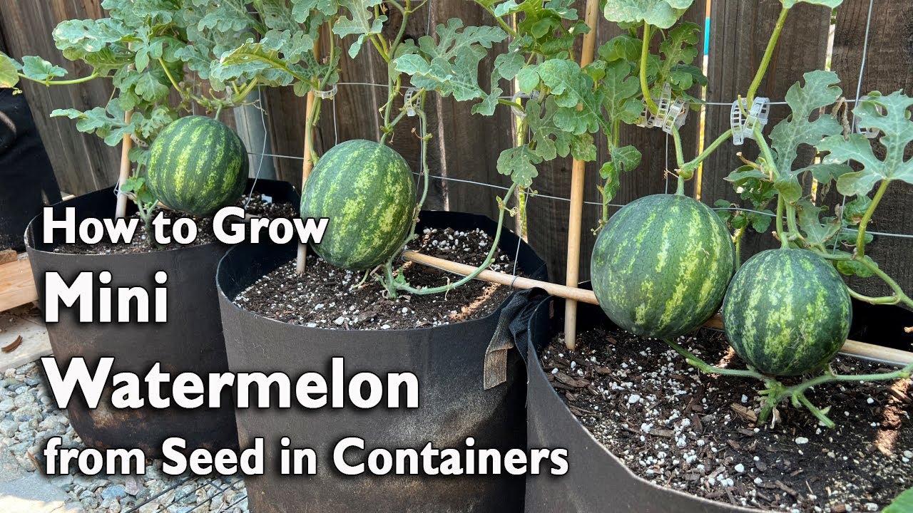 Watermelon Cultivation Techniques