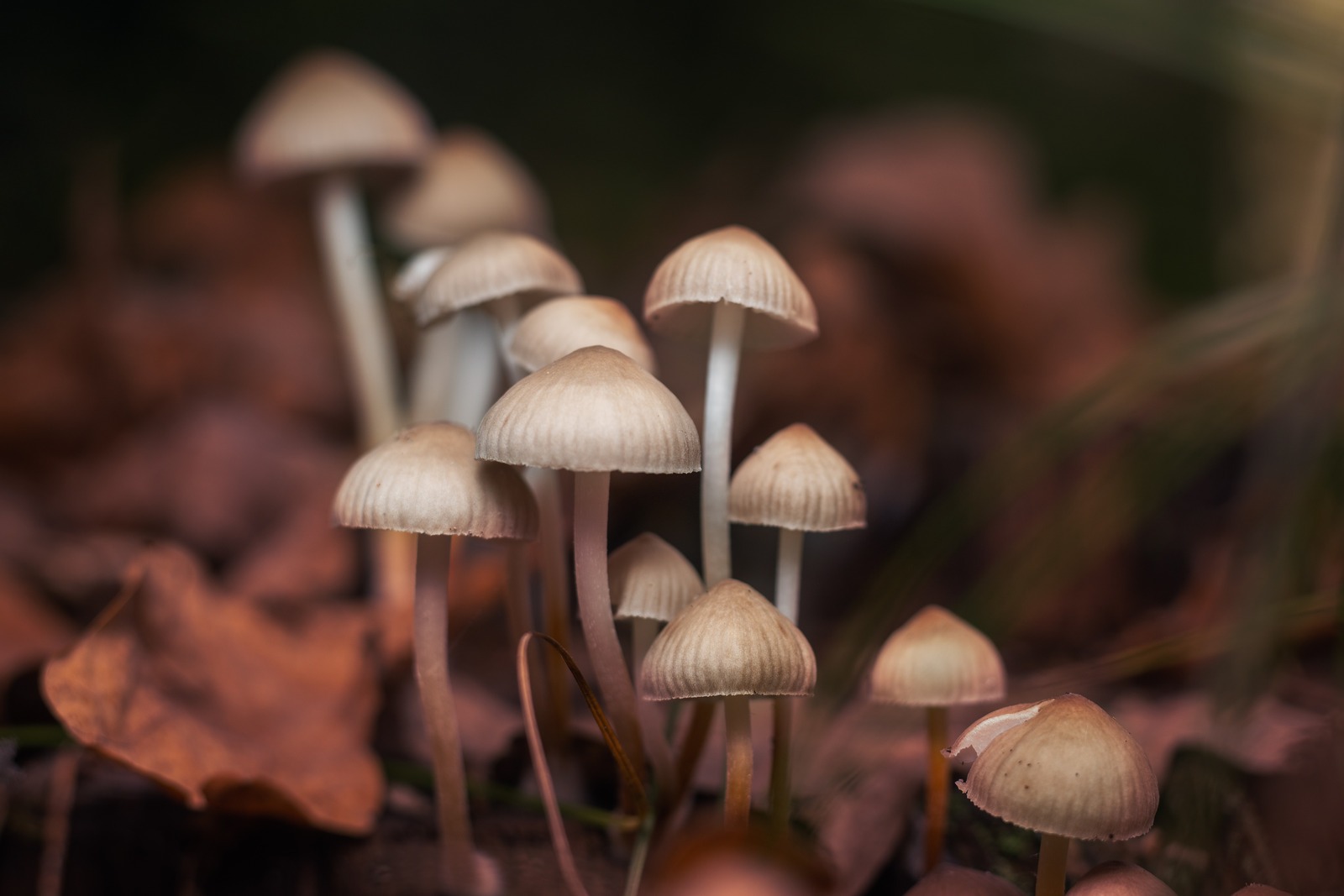 Smart Ways to Grow Magic Mushrooms in 2025: Discover Proven Techniques for Success