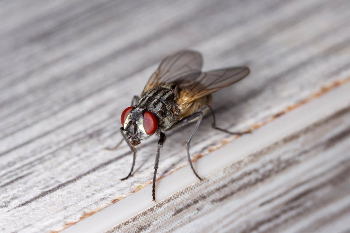 Effective Ways to Get Rid of Flies in Your House Fast in 2025